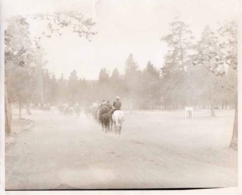 Don-Erdman-horse-train