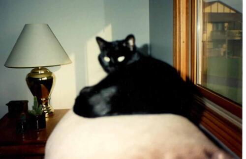 Black Cat