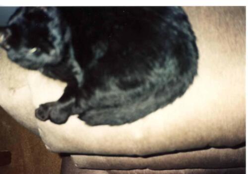 Black Cat