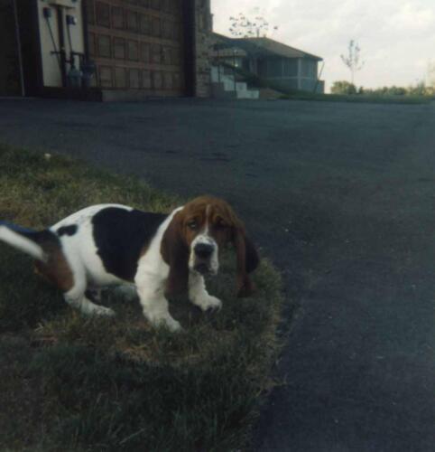 Walter